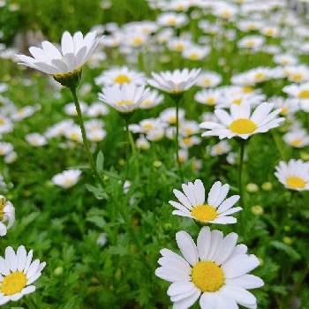 ノースポール,白い花,開花中,春が来た,クリサンセマム 〜の画像