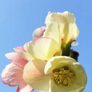美しいグラデーションの画像 by Yume cafeさん | 小さな庭とかりんの花と春が来た♡と果実の花とトゲトゲくんと元気！と美しい♡とピンクのお花♡と美しいグラデーションとトゲトゲのある暮らしと花のある暮らしとかわいいとマイ♡ガーデン