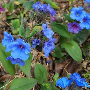 早春のお花の画像 by monchanさん | 小さな庭とプルモナリアと青色の花とお家園芸と毎年ありがとうとガーデニングと早春のお花と春の訪れ♪