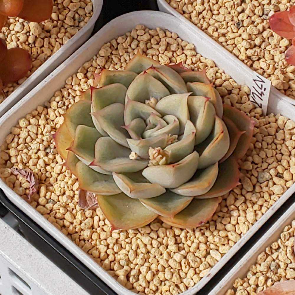 ❀402 ヘラクレスの生長記録 2022.05.19更新｜🍀GreenSnap（グリーン