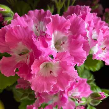 素敵な花色の画像 by mKさん | 魅力的と春色のフリフリと日当たり良好と鉢植えと可愛いと花のある暮らしとフェアリーチュチュシリーズとふりふり花弁と素敵な花色