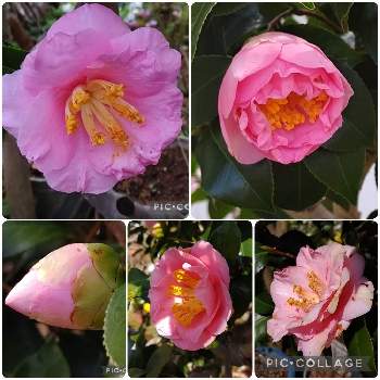 ピンクの椿の画像 by クリスさん | 小さな庭と三浦乙女とお気に入りと美しい花といい感じ♪♪と薄桃色と綺麗とピンクの椿