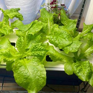 チマサンチュ,花のある暮らし,北海道,iPhone撮影,野菜 水耕栽培の画像