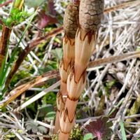 ツクシ,土筆(つくし),土筆（ツクシ）スギナの胞子茎,シダ植物,トクサ科の画像