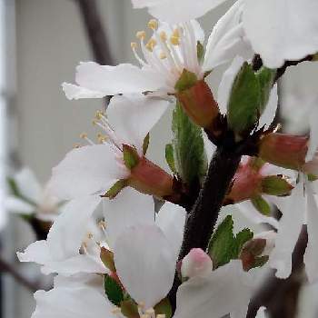 山桜桃梅の花の投稿画像一覧 Greensnap グリーンスナップ