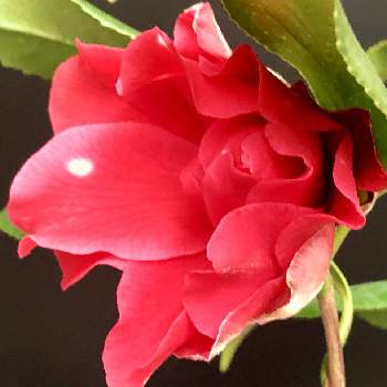 頑張ってね♡の画像 by 花土葉さん | 部屋と今日も笑顔で♡と笑ってねと頑張ってね♡とつばきの花と赤い花と椿 ツバキと椿の花。とファイト✊