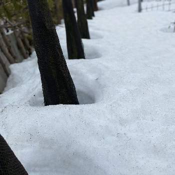 スノーガーデンの投稿画像一覧 Greensnap グリーンスナップ