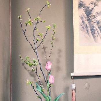 花器の画像 by とみーさん | チューリップとかりんの花と春のお花とピンクの花と花器と床の間とお庭のお花と チューリップと生花とかりんと信楽焼