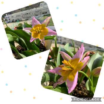 原種系チューリップ サクサティリスの投稿画像一覧 Greensnap グリーンスナップ