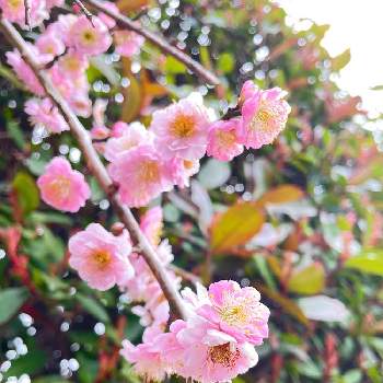  梅の花の画像 by MEGUさん | お出かけ先と春のお花と 梅の花と春の訪れと散歩とピンク色の花と花のある暮らし