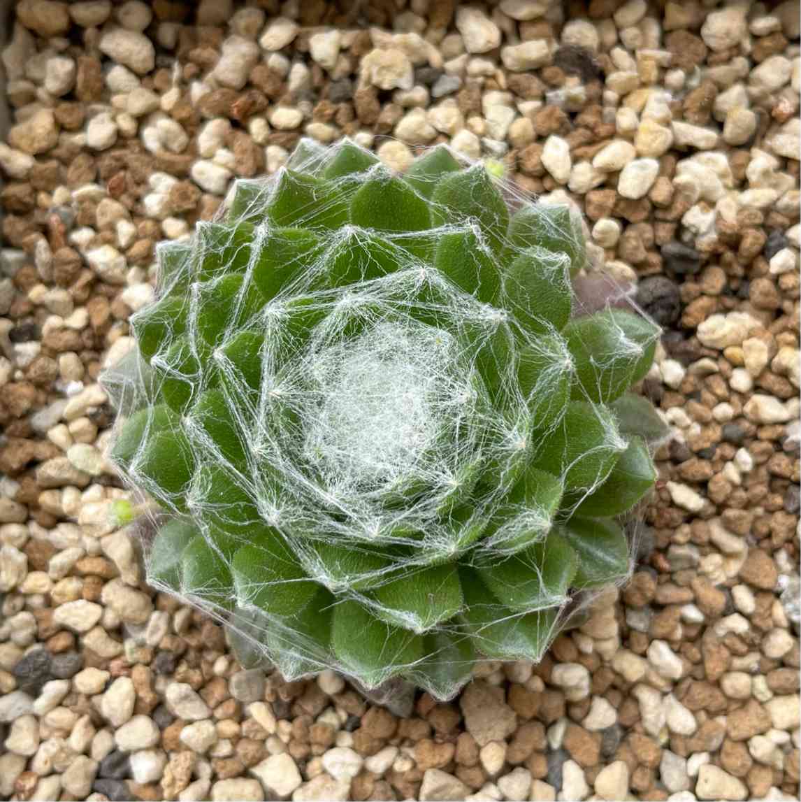 感謝を込めて。センペルビウム15(*´ω`*)Ｍ センペルヴィヴム属の仲間たち