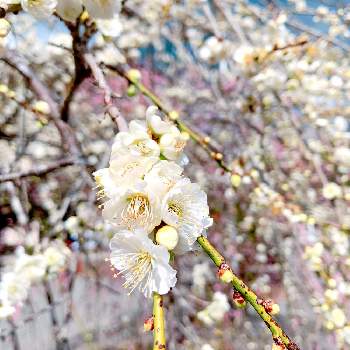 白い梅の花の投稿画像一覧 Greensnap グリーンスナップ