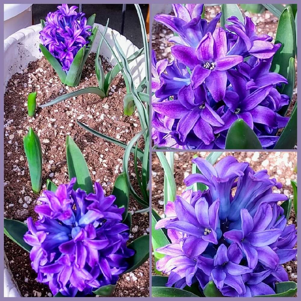 ヒヤシンス ブルージャケットの投稿画像 By ウニ子さん バルコニー ベランダと我が家のベランダと色鮮やかと雨の一日 と可愛いお花と春やねぇ とお花のある暮らしとまんまると風信子と球根とspringと出てきた 出てきた といい香りと我が家のベランダと色鮮やかと雨の一