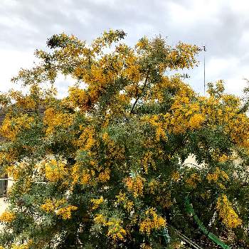 黄色い花♥︎∗*ﾟの画像 by クリムゾングローリーさん | 小さな庭と黄色い花♥︎∗*ﾟと春の嵐と春を告げる花とマイガーデン♡