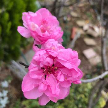 春の嵐の画像 by クリムゾングローリーさん | 小さな庭と花桃とピンクの花と春の嵐とマイガーデン♡とお花で癒され♡とかわいい❤と春を告げる花