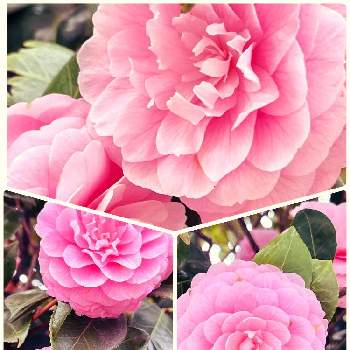 ピンクの椿の画像 by ハルちゃんさん | お出かけ先と季節のお花と春のお花と菜の花♪とピンクの椿