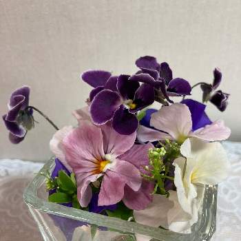 イベリス の投稿画像一覧 Greensnap グリーンスナップ