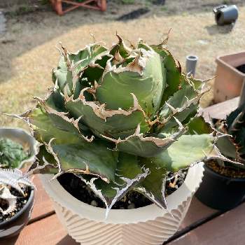 買い保障できる 植物 華麗植物くん様専用 植物くん様専用