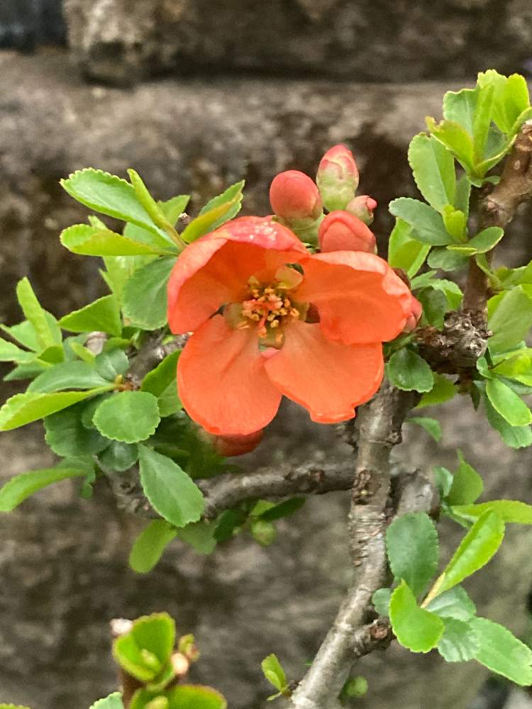 ジナシ クサボケ の投稿画像 By Ki Kiさん 草ボケの花と地梨とオレンジの花と実がなる木と山野草と小さな庭としどみと草ボケの花と地梨とオレンジの花と実がなる木と山野草としどみ 22月3月26日 Greensnap グリーンスナップ Greensnap グリーンスナップ