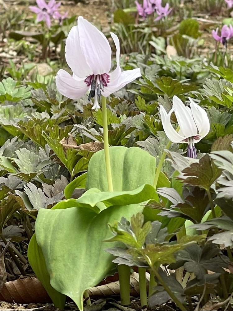 カタクリの投稿画像 By Okapiさん 素心酔白 白花カタクリの一種 とお出かけ先と春のお花と好きな花と城山カタクリの里と植物男子と山野草と多年草と花 いろいろとiphone12ｐroと春のお花と好きな花と城山カタクリの里と植物男子と山野草と多年草と花いろいろと