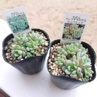 ペレスデラロサエ,ペレスデラロサエ　ピンクエッジ,多肉植物,多肉大好き,多肉ちゃんの画像