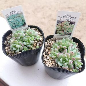 ペレスデラロサエ,ペレスデラロサエ　ピンクエッジ,多肉植物,多肉大好き,多肉ちゃんの画像