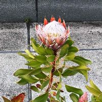 プロテアの育て方 植え付けや水やりの方法は 種からも育つの Greensnap グリーンスナップ プロテアの育て方 植え付けや水やりの方法は 種からも育つの Greensnap グリーンスナップ