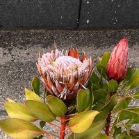 プロテアの育て方 植え付けや水やりの方法は 種からも育つの Greensnap グリーンスナップ プロテアの育て方 植え付けや水やりの方法は 種からも育つの Greensnap グリーンスナップ