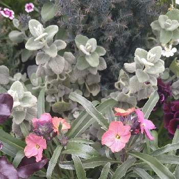 ニオイアラセイトウ属の投稿画像一覧 Greensnap グリーンスナップ