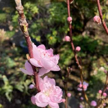 ふわふわの花の投稿画像一覧 Greensnap グリーンスナップ