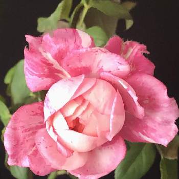 笑ってねの画像 by 花土葉さん | 部屋と笑ってねとばら バラ 薔薇とピンクの花とお疲れ様でしたとおやすみなさい⭐とミニ薔薇