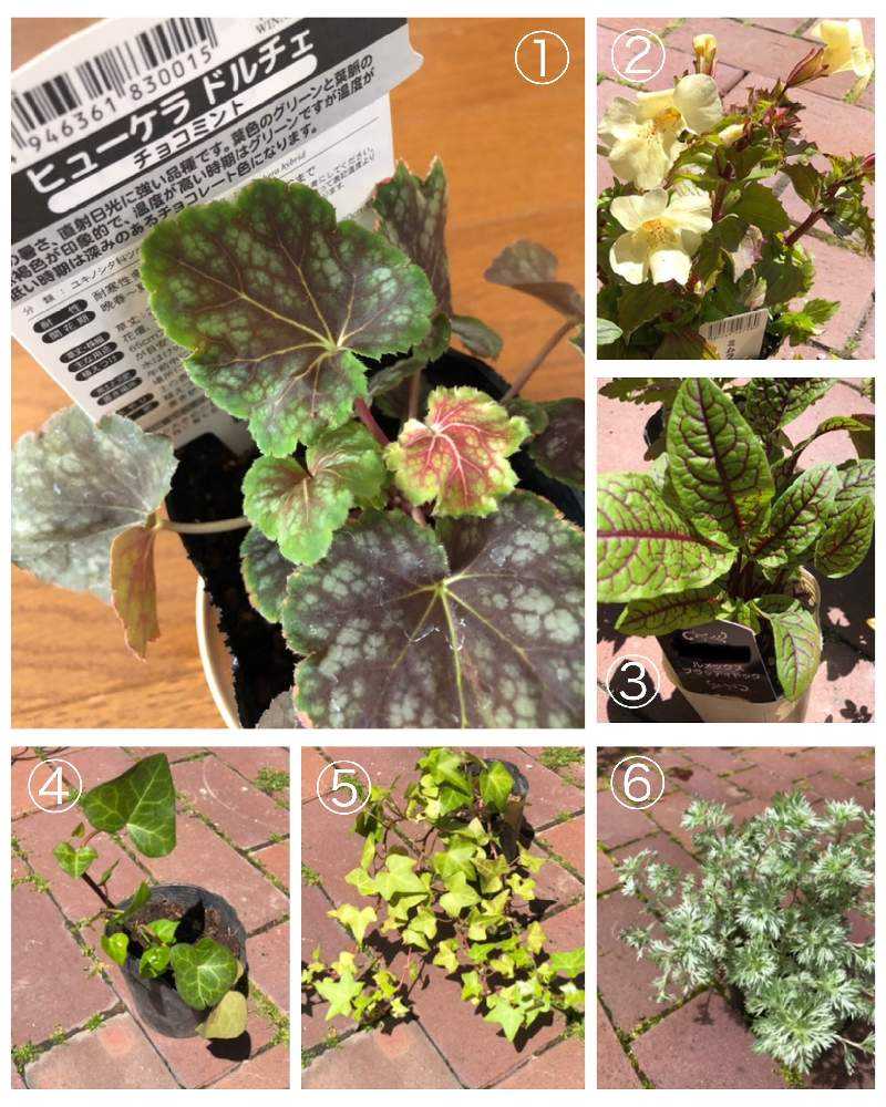 ぴ 花苗 6株 ぴ 花苗 6株