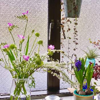 雪柳の画像 by 59・60・Mさん | 窓辺と生花と❇︎ラナンキュラスと 雪柳とフリージア♪