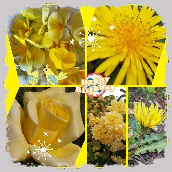 お誕生日おめでとうの画像 by じゅんさん | お出かけ先と2019同期とビューティフルサンデーと医療関係者に感謝とウキウキわくわく♪と日曜ビタミンカラー♪とコロナに負けるな！と楽しく元気に頑張ろうと世界に平和をと幸せの黄色いお花としあわせ運べるようにといつも心に太陽をと㊗️トリトンさん6000picと黄色い花マニアと今日も一日お元気でとPONちゃん春ですょ♬とお誕生日おめでとうと㊗️やっちゃん4600picと㊗️くまるさん700pic