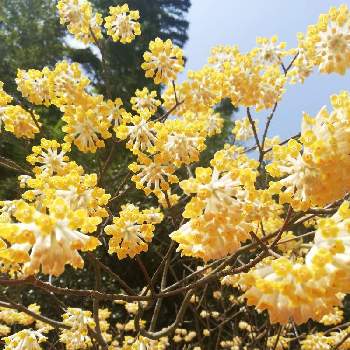 きいろい花の画像 by レモン愛花さん | お出かけ先ときいろい花と日曜ビタミンカラー♪と幸せの黄色いお花と道路沿いとみつまた♪