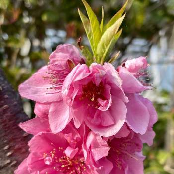 スモモ属の投稿画像一覧 Greensnap グリーンスナップ