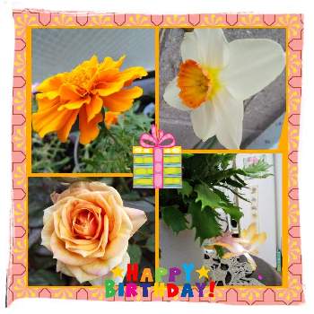 お誕生日おめでとうの画像 by じゅんさん | 2019同期とビューティフルサンデーと医療関係者に感謝とウキウキわくわく♪と日曜ビタミンカラー♪とオレンジ色の花も好きとコロナに負けるな！と楽しく元気に頑張ろうと世界に平和をと幸せの黄色いお花としあわせ運べるようにといつも心に太陽をと㊗️トリトンさん6000picと㊗️やっちゃん4600picと㊗️くまるさん700picとお誕生日おめでとうと黄色い花マニアと今日も一日お元気でとPONちゃん春ですょ♬
