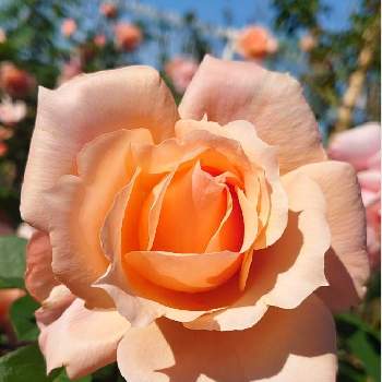 アプリコットカラーの画像 by *naomi*さん | アプリコットキャンディとばら バラ 薔薇と薔薇愛同盟と毎日ローズショーと日曜ビタミンカラー♪とオレンジ色の花も好きとアプリコットカラーと㊗️トリトンさん6000picと㊗️やっちゃん4600picと㊗️くまるさん700picとバラが好きとバラ・ミニバラと日曜日はバラよ❤️とnaomi's congratulatory post