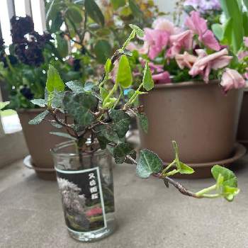 ハートアイビーの投稿画像一覧 Greensnap グリーンスナップ