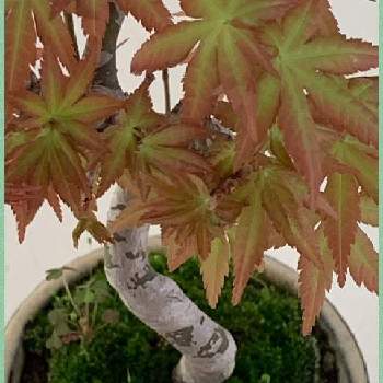 山もみじの投稿画像一覧 Greensnap グリーンスナップ