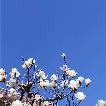 白木蓮（はくもくれん）の画像 by ゆーゆさん | 白木蓮（はくもくれん）と白い恋人達と静かな日曜日と今日のお花と好きな色❤と純白ファンクラブと平和を願うと白い花大好きと武器ではなく花をと白い花マニア