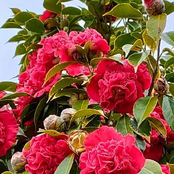 卜半椿(ボクハンツバキ)の画像 by なこ。さん | お出かけ先と卜半椿(ボクハンツバキ)と公園と花のある暮らしと赤い花❤と椿　つばき　ツバキ