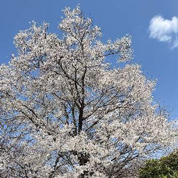広見公園の画像 by カコさん | お出かけ先とエドヒガンザクラと淡墨桜とサクラ属と桜フォトコン2022とバラ科と広見公園とGo✿to✿flower