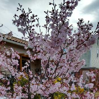 鉢植えの桜の投稿画像一覧 Greensnap グリーンスナップ 鉢植えの桜の投稿画像一覧 Greensnap グリーンスナップ