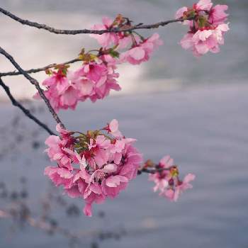 可愛らしい♪の画像 by サクラコ❀︎*さん | 広い庭と癒されます♡と熊本からとさくら 桜 サクラと綺麗だね～♡と癒しのピンクと素敵な１日を✧︎*。と美しい✨✨とさくら♪と素敵✨と可愛らしい♪と「戦争のない、平和な世界に」と素敵な日曜日を✧︎*。と庭の花たち**と綺麗♪といいね♡ありがとうと桜フォトコン2022
