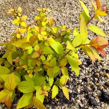 シモツケゴールドフレームの投稿画像一覧 Greensnap グリーンスナップ