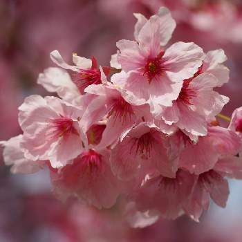 可愛らしい♪の画像 by サクラコ❀︎*さん | 広い庭と癒されます♡と熊本からと桜フォトコン2022とさくら 桜 サクラと綺麗だね～♡と癒しのピンクと素敵な１日を✧︎*。と美しい✨✨とさくら♪と素敵✨と可愛らしい♪と「戦争のない、平和な世界に」と素敵な日曜日を✧︎*。と庭の花たち**と綺麗♪といいね♡ありがとう