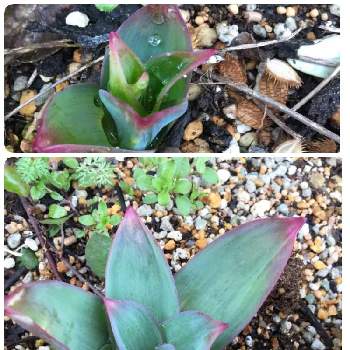 アリウム ギガンチウムの投稿画像一覧 Greensnap グリーンスナップ