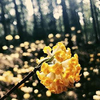 ミツマタの花の画像 by けいちゃんさん | お出かけ先と3月と三椏☆と三重県と黄色の花とミツマタの花とミツマタ群生地