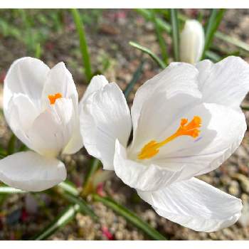 春の花ばなの画像 by 花音ちゃんさん | 小さな庭と春の花ばなと庭の花と庭花あそびと春を待つと花いろいろとガーデニングと花のある暮らしとちいさくてかわいい